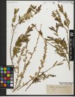 Foto von Salix purpurea L.